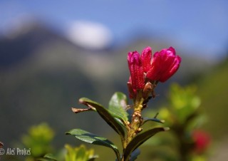 Alpská růže (Rhododendron ferrugineum)
