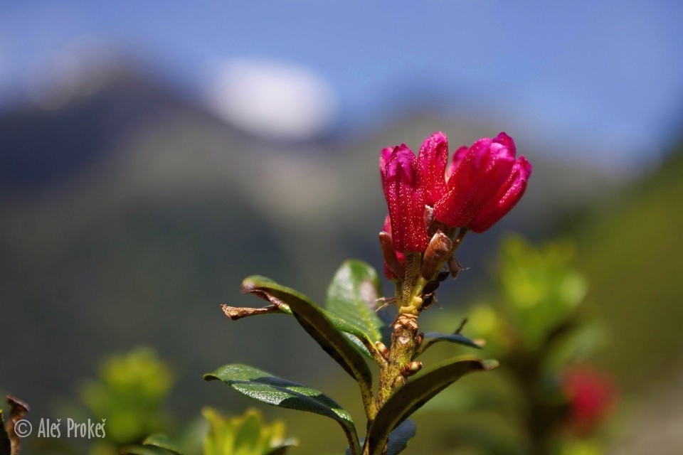 Alpská růže (Rhododendron ferrugineum)