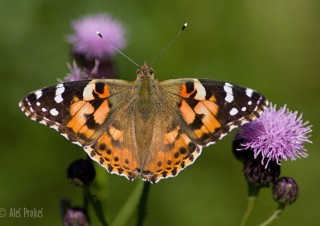 Babočka bodláková, Babice nad Svitavou