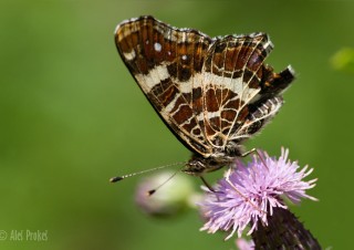 Babočka síťkovaná, Babice nad Svitavou