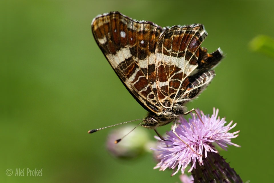 Babočka síťkovaná, Babice nad Svitavou
