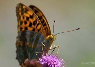 Perleťovec velký, Babice nad Svitavou