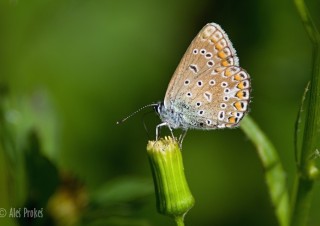 Modrásek jehlicový, lokalita Hubert Bojanovice