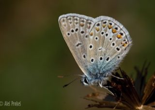 Modrásek jehlicový, lokalita Hubert Bojanovice