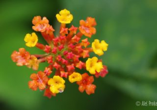 Libora proměnlivá (Lantana camara), Kostarika