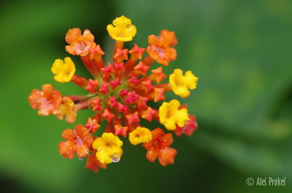 Libora proměnlivá (Lantana camara), Kostarika