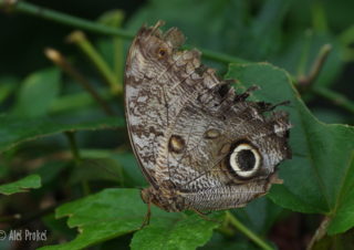 Owl Butterfly (Caligo memnon), Kostarika