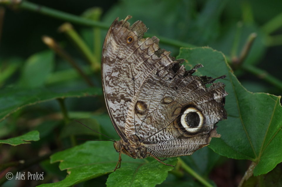 Owl Butterfly (Caligo memnon), Kostarika