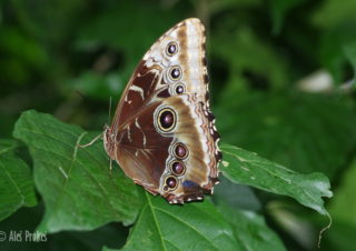 Morpho peleides, Kostarika