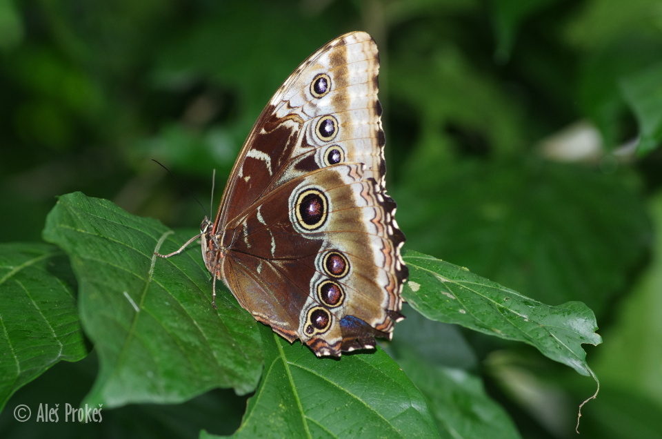Morpho peleides, Kostarika