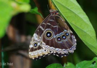 Blue Morpho, (Morpho peleides), Kostarika