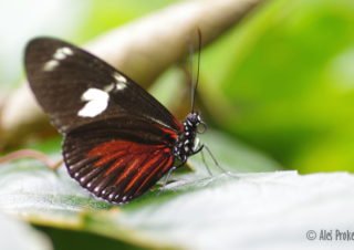 Doris Longwing (Heliconius doris), Kostarika