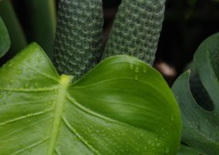Filodendron ((Monstera deliciosa), Kostarika