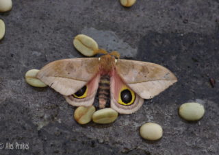 Pamina Bulls Eye Moth (Automeris cecrops pamina), Kostarika