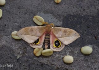Pamina Bulls Eye Moth (Automeris cecrops pamina), Kostarika