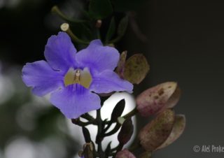 Smatavka (Thunbergia grandiflora), Kostarika