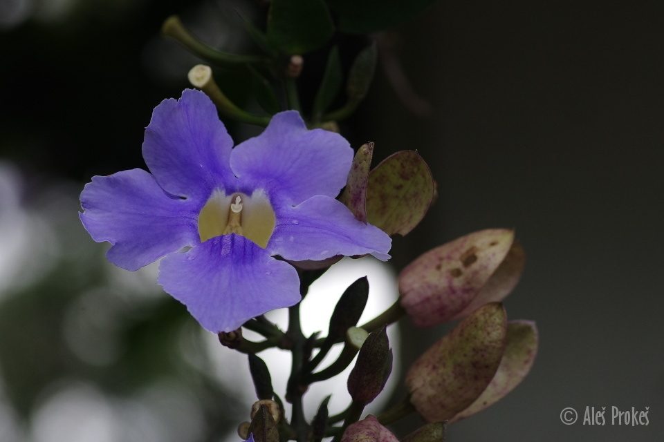 Smatavka (Thunbergia grandiflora), Kostarika