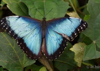 Blue Morpho, (Morpho peleides), Kostarika