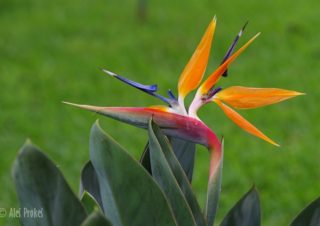 Strelície královská (Strelitzia reginae), Kostarika