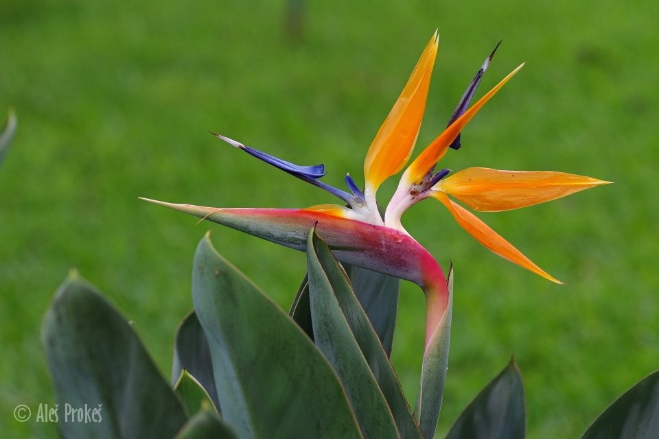 Strelície královská (Strelitzia reginae), Kostarika