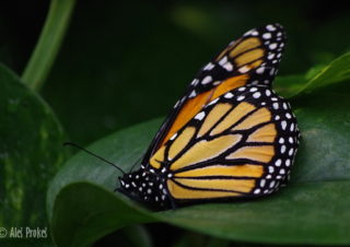 Monarcha stěhovavý (Danaus plexippus), Kostarika