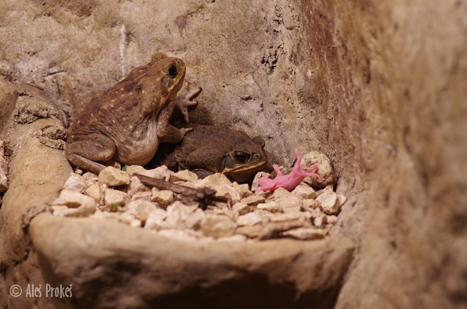 Ropucha obrovská (Rhinella marina), Kostarika