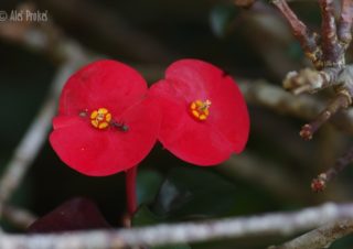 Pryšec zářivý (Euphorbia milii), Panama