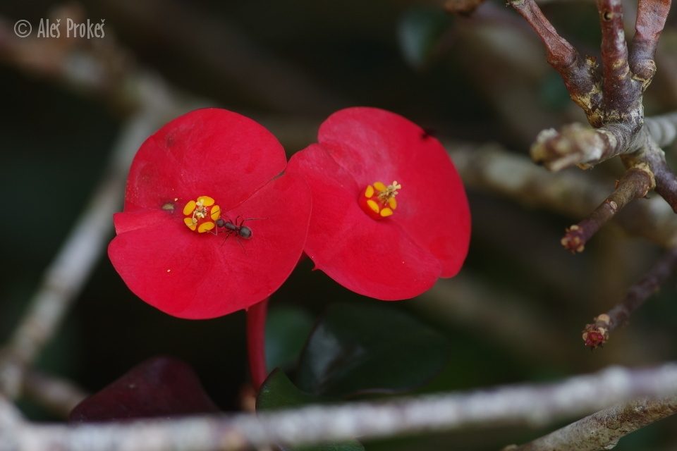 Pryšec zářivý (Euphorbia milii), Panama