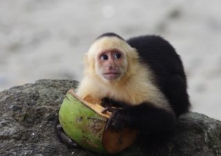 Malpa kapucínská, Manuel Antonio, Kostarika