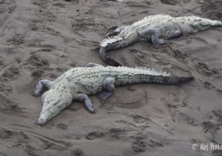 Volně žijící sladkovodní krokodýli na řece Río Grande de Tarcoles, Kostarika