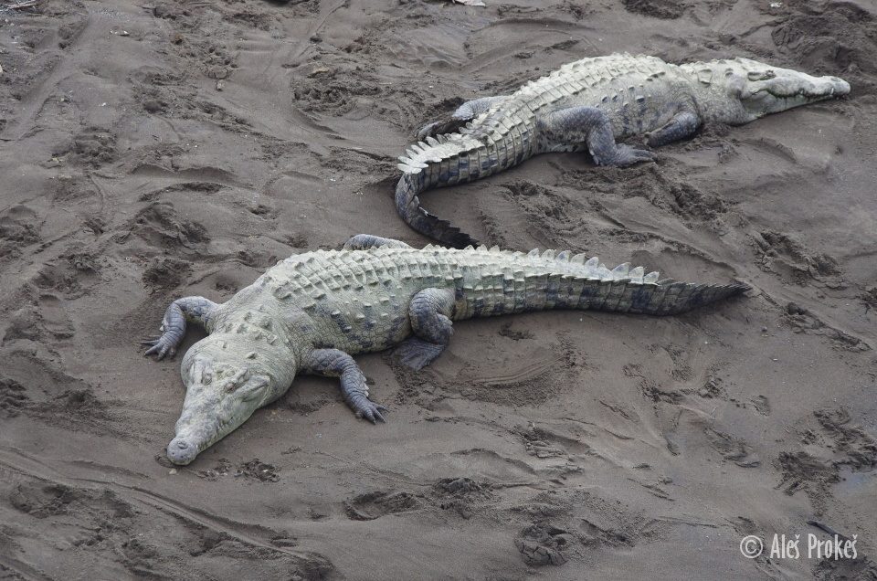 Volně žijící sladkovodní krokodýli na řece Río Grande de Tarcoles, Kostarika