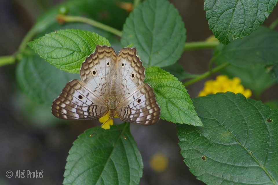 White Peacock, Anartia jatrophae, Kostarika