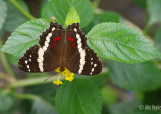 Banded peacock, Anartia fatima, Kostarika