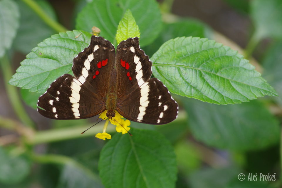 Banded peacock, Anartia fatima, Kostarika