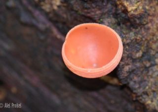 Goblet fungus, monkey cup (Cookeina sulcipes), Panama
