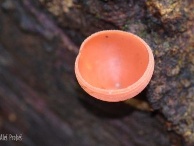 Goblet fungus, monkey cup (Cookeina sulcipes), Panama