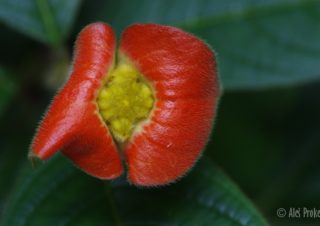 Psychotria Elata, Panama