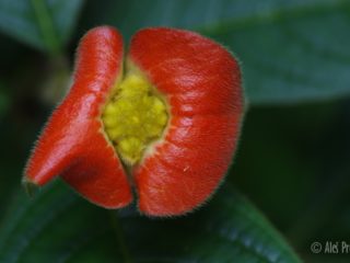 Psychotria Elata, Panama