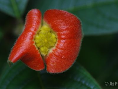 Psychotria Elata, Panama