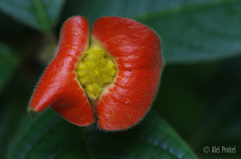 Psychotria Elata, Panama