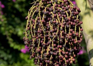 Fishtail Palm (Caryota mitis), Vietnam
