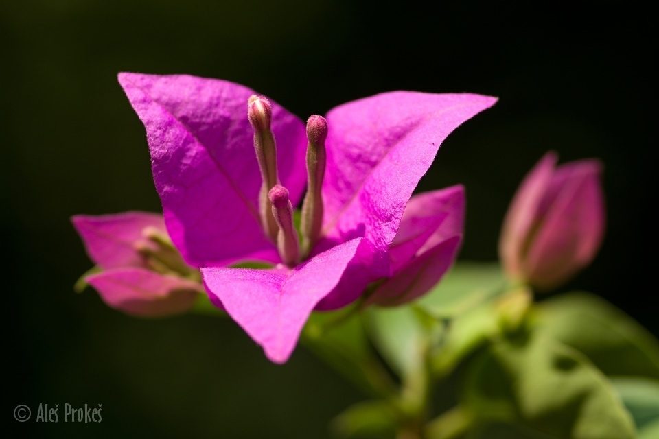 Great bougainvillea, (Bougainvillea spectabilis), Vietnam