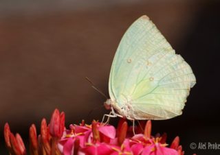 Lemon emigrant (Catopsilia pomona), Vietnam