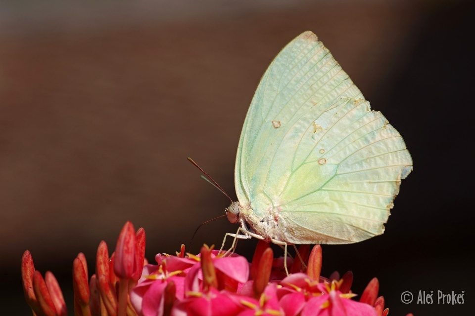 Lemon emigrant (Catopsilia pomona), Vietnam