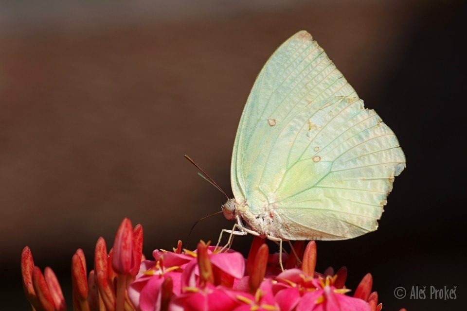 Lemon emigrant (Catopsilia pomona), Vietnam