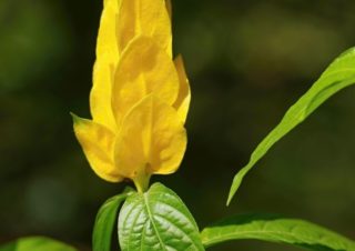 Yellow Shrimp Plant, Lollipop Plant (Pachystachys lutea), Vietnam