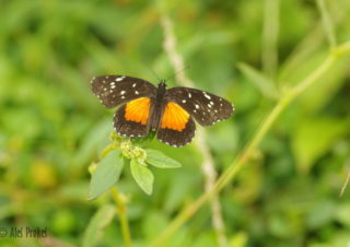 Crimson patch butterfly (Chlosyne janais), Panama