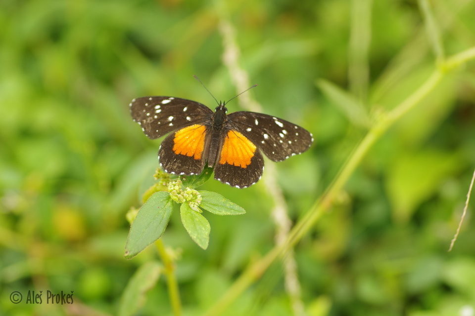 Crimson patch butterfly (Chlosyne janais), Panama