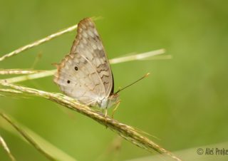 White Peacock, Anartia jatrophae, Panama