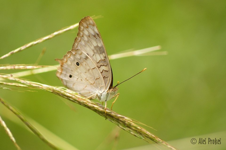 White Peacock, Anartia jatrophae, Panama